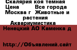 Скалярия коя темная › Цена ­ 50 - Все города, Москва г. Животные и растения » Аквариумистика   . Ненецкий АО,Каменка д.